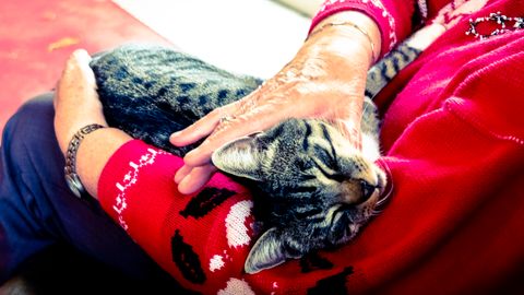 A senior tabby cat resting near its owner's hand