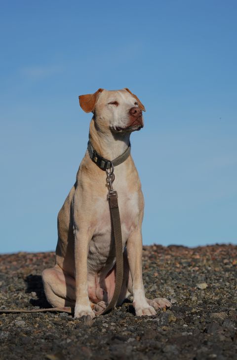 An adult dog sitting outdoors on a sunny day