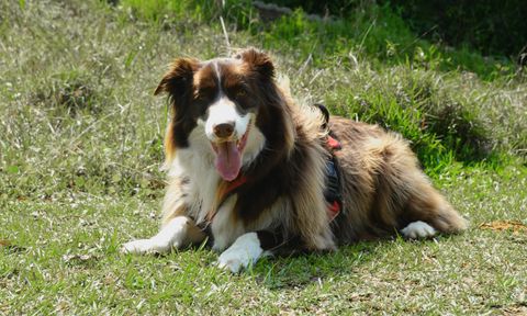 A Border Collie lying on grass outdoors