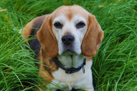A Beagle lying on green grass