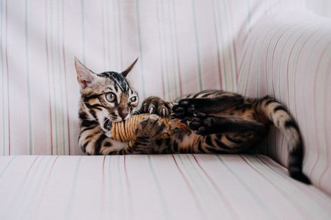 A Bengal cat playing with a toy on a sofa