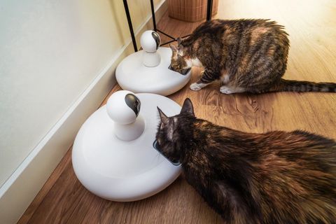 Cats eating from automatic pet feeders