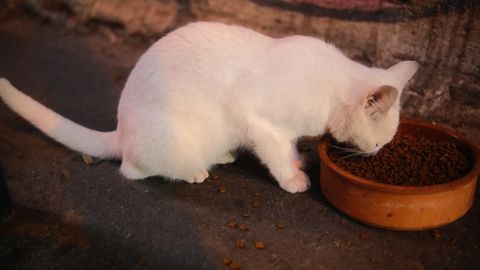 A cat eating from a food bowl