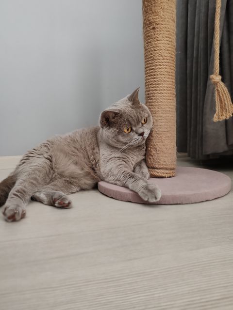 A grey cat resting on top of a scratching post