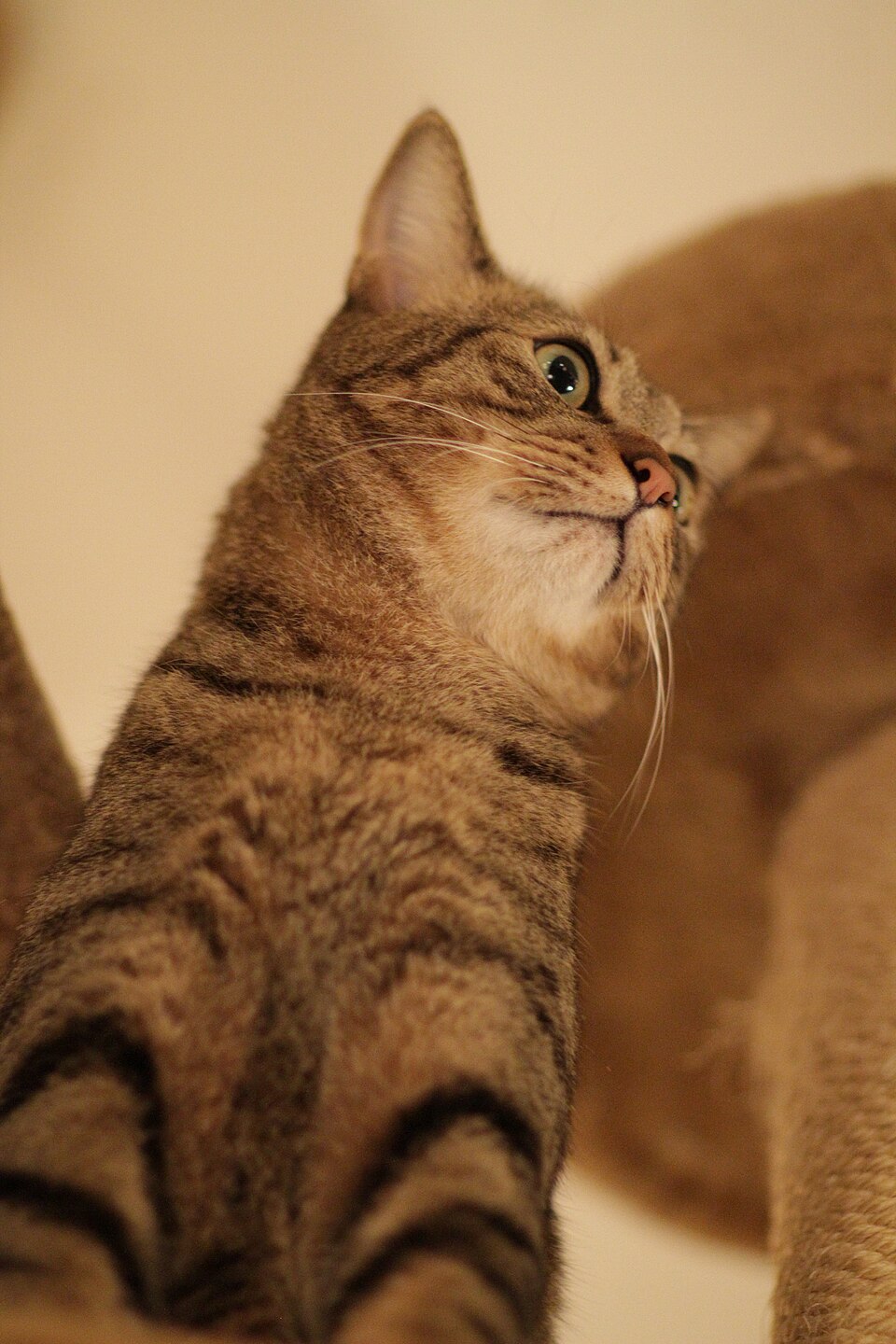 Best Cat Trees for Large Breeds and Multi-Cat Homes
