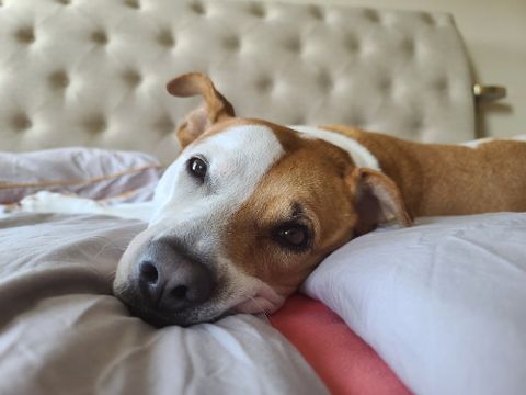 Close-up shot of a dog resting on a bed