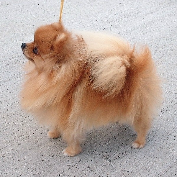 Best Dog Breeds for Apartments and Small Spaces