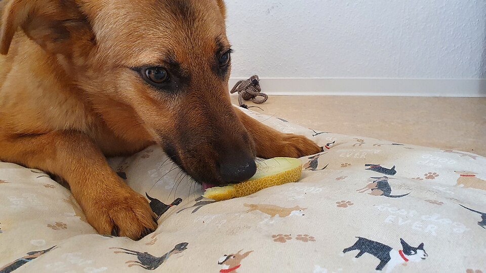 Best Dog Food for Sensitive Stomachs