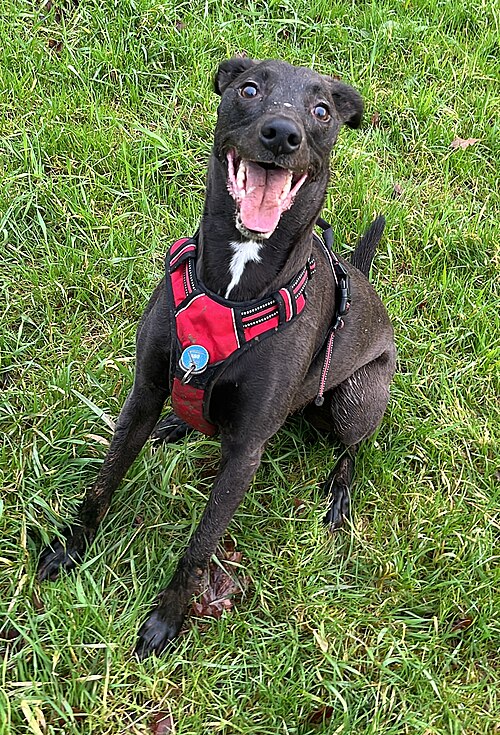 Best No-Pull Dog Harnesses