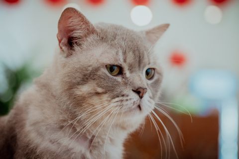 Close-up of a domestic shorthair cat