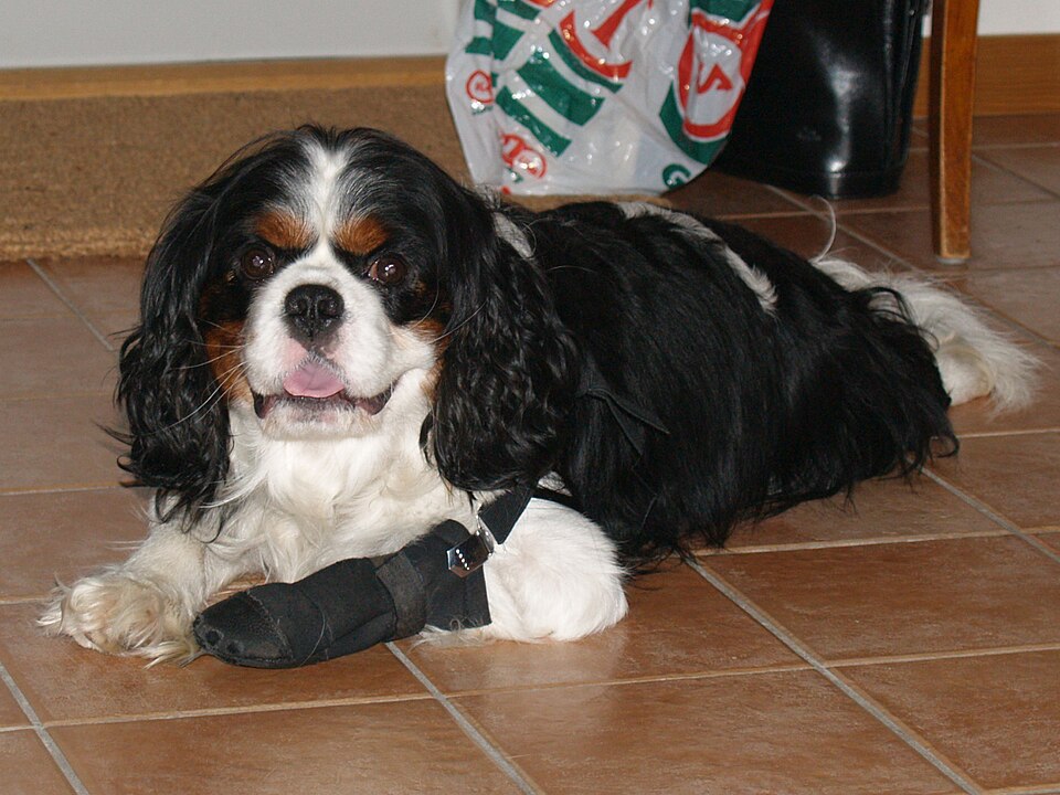 Common Signs of Illness in Dogs