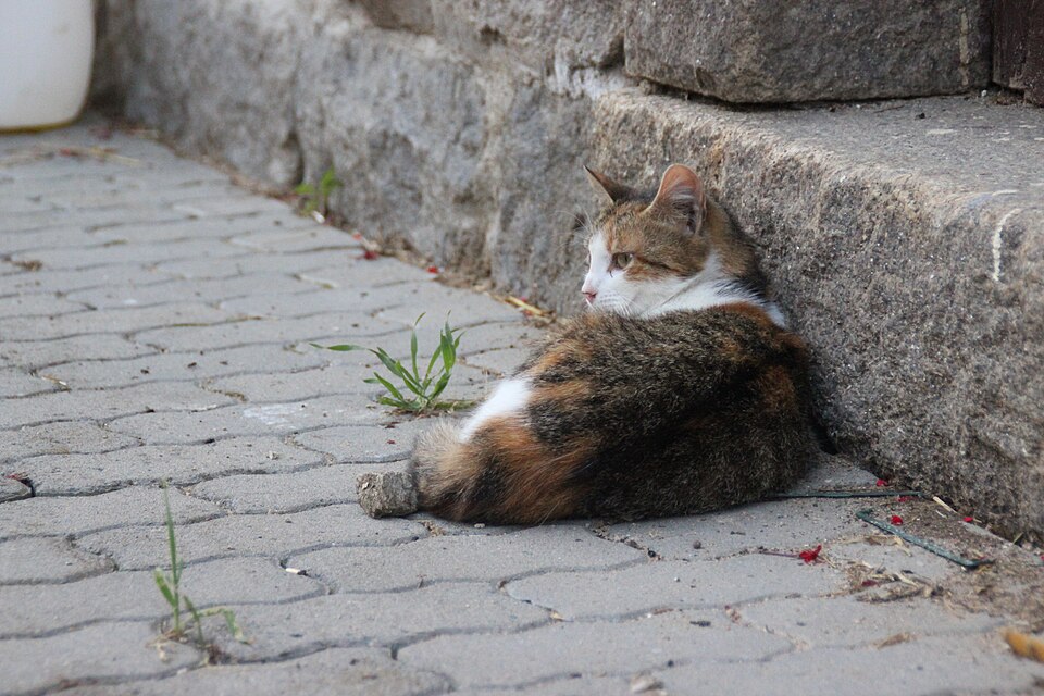 How Much Does It Really Cost to Own a Cat