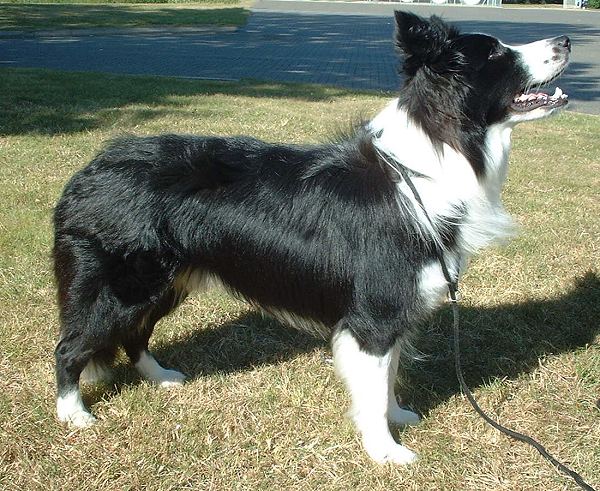How Much Does It Really Cost to Own a Dog