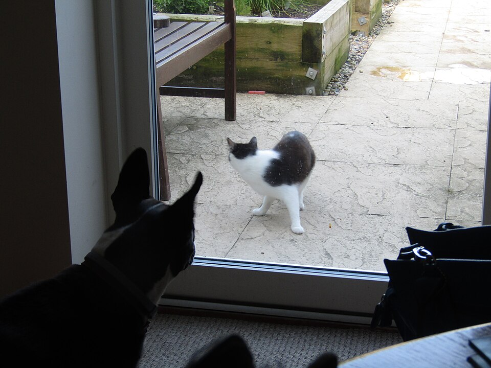 Dog vs. Cat
