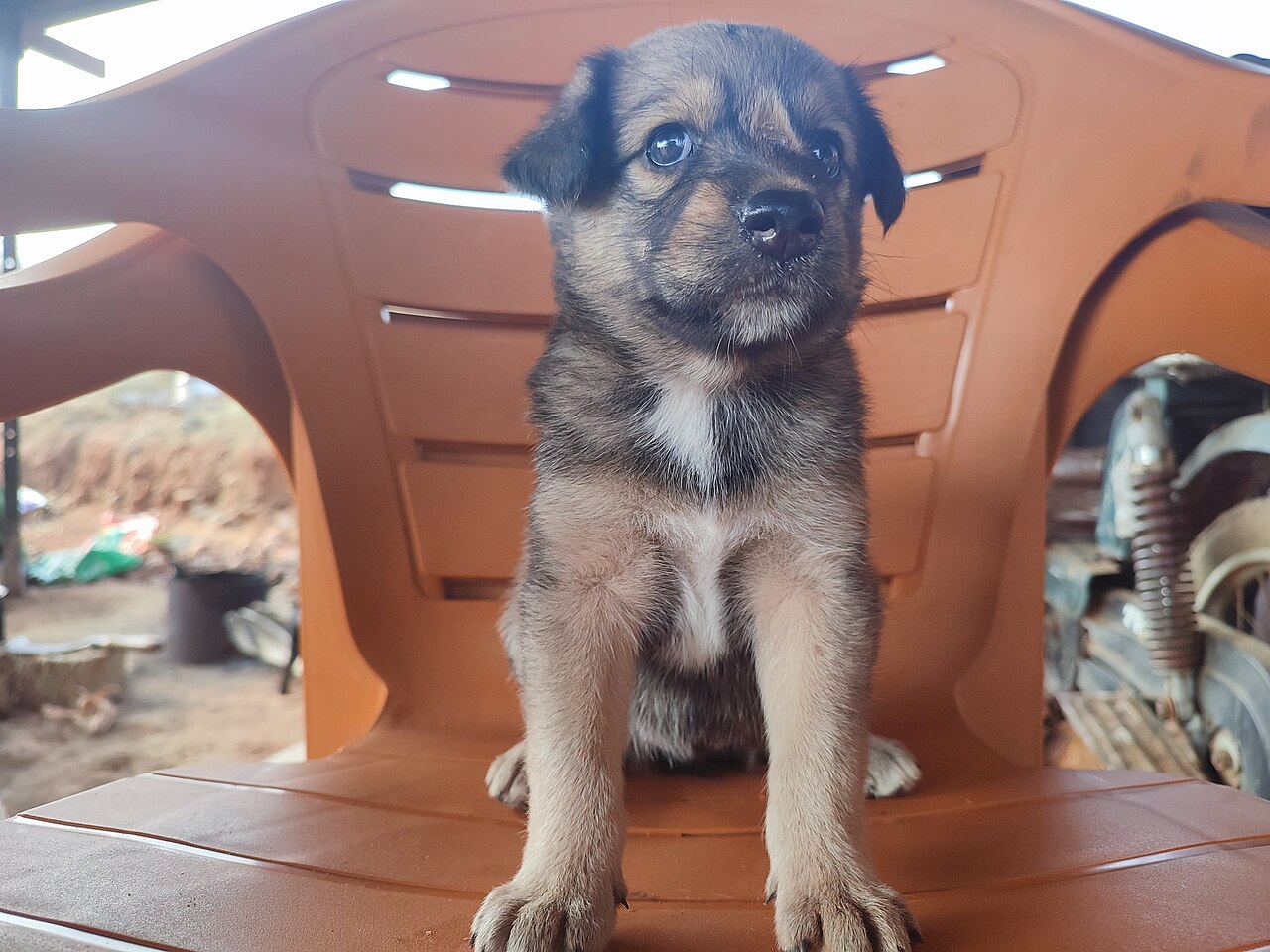 Essential Gear for a New Puppy
