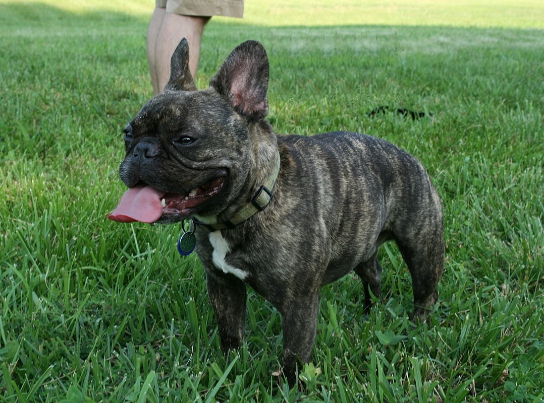 French Bulldog Breed Guide