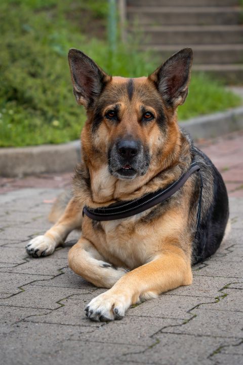 A German Shepherd dog resting outdoors