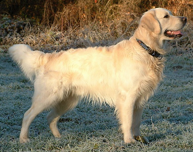 Golden Retriever Breed Guide