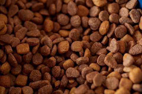 Close-up texture of dry dog food kibble