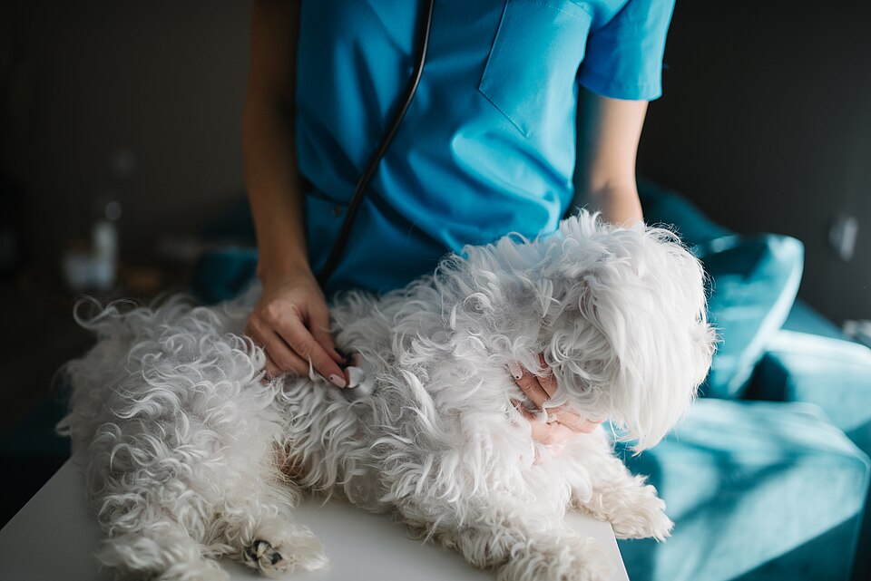 How Much Does a Vet Visit Cost