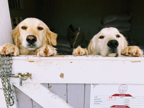 Two dogs behind a boarding kennel gate