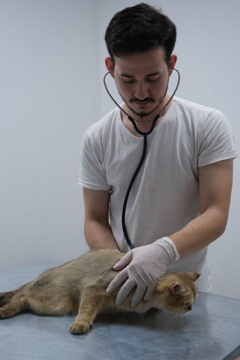 A veterinarian examining a cat in a clinic