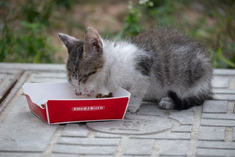 A cat eating food from a bowl