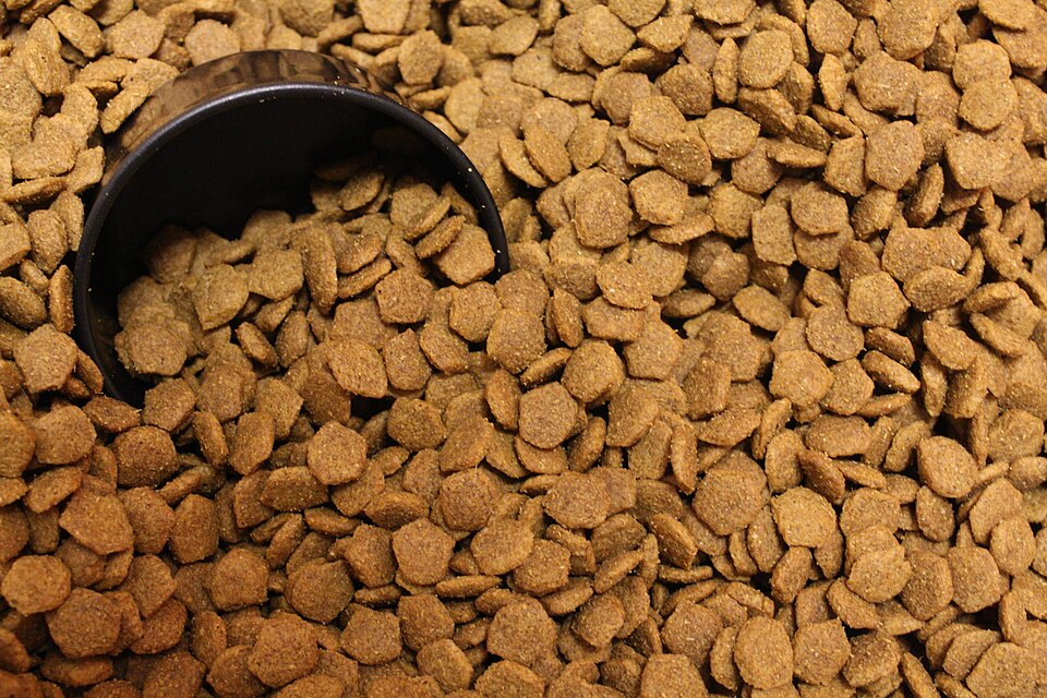 How Much Should You Feed Your Dog