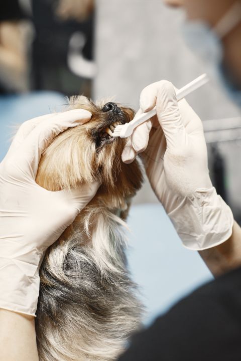 A small dog having its teeth brushed