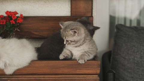 A litter of kittens sitting together on a bench