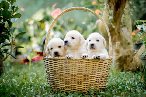 A litter of puppies resting together in a basket