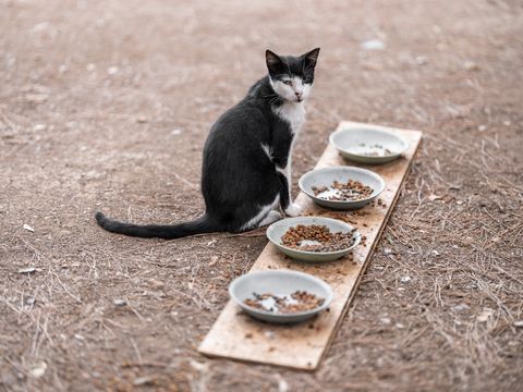 A cat sitting beside food bowls