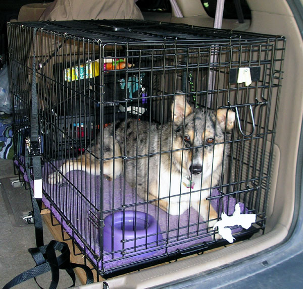 How to Crate Train a Puppy