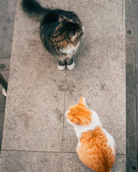 Two cats facing each other