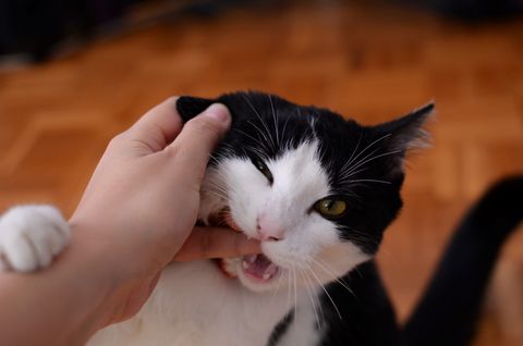 A kitten playfully biting a person's finger
