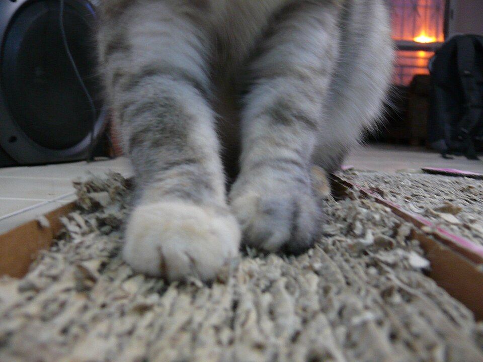 How to Stop a Cat From Scratching Furniture
