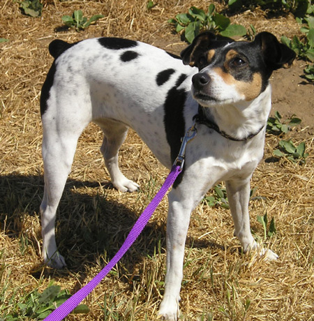 How to Stop a Dog From Pulling on the Leash
