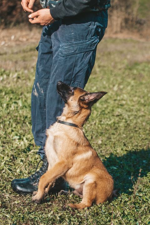 A trained dog sitting attentively beside its owner