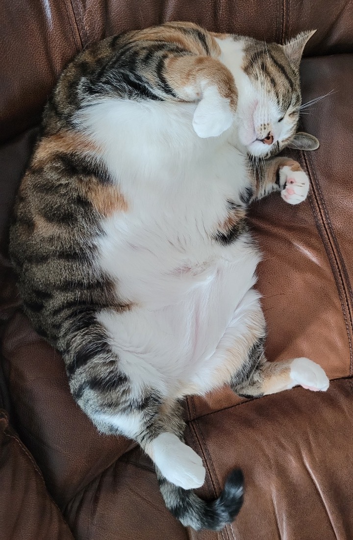 How to Tell If Your Dog or Cat Is Overweight
