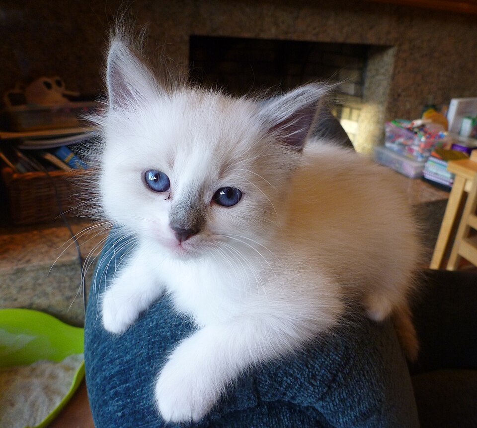 Kitten's First Year