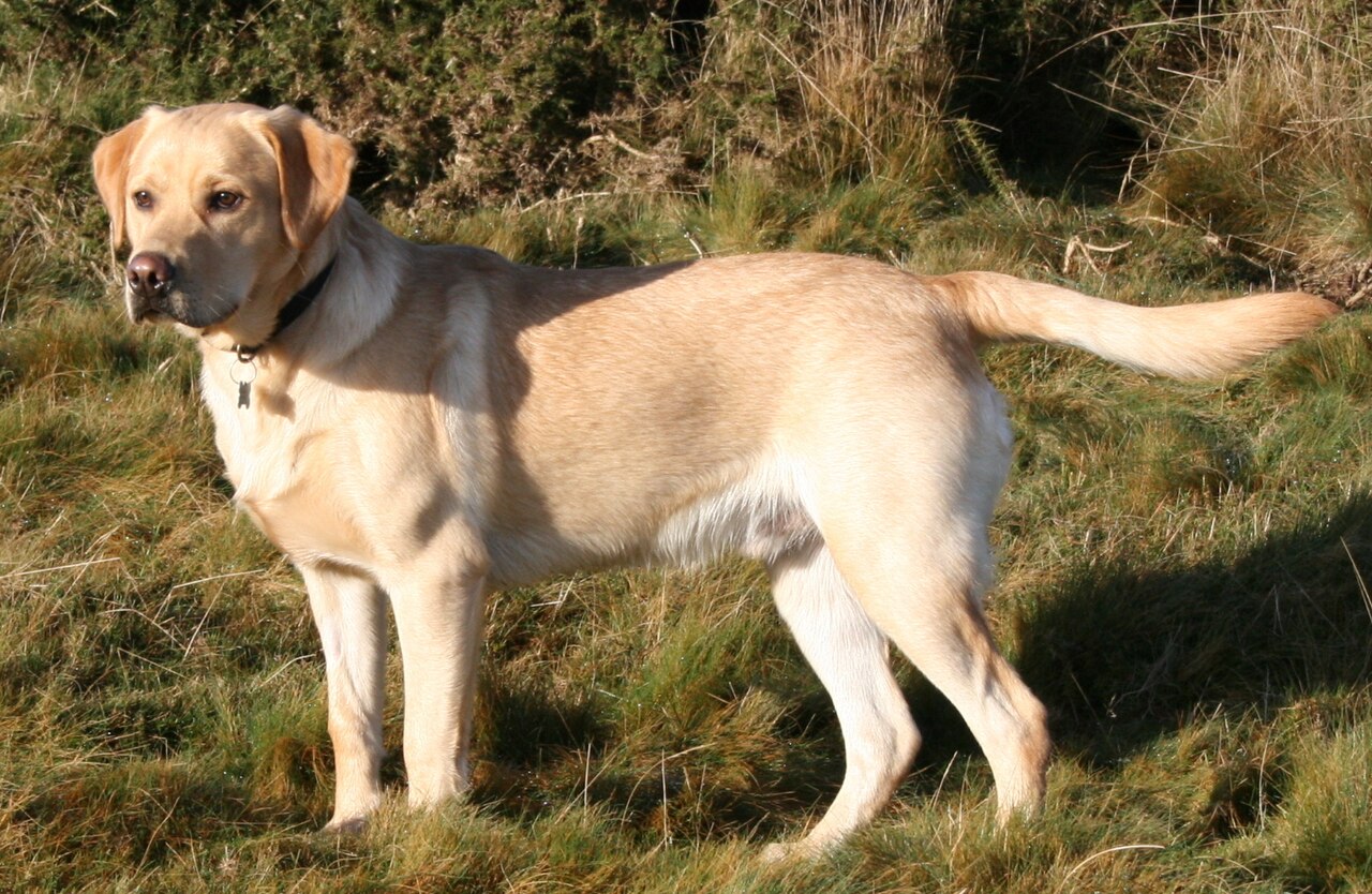Labrador Retriever Breed Guide