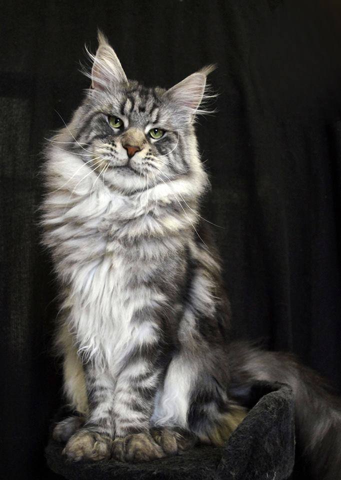 Maine Coon Cat Breed Guide