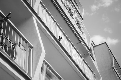 A small dog resting on the balcony of an apartment building
