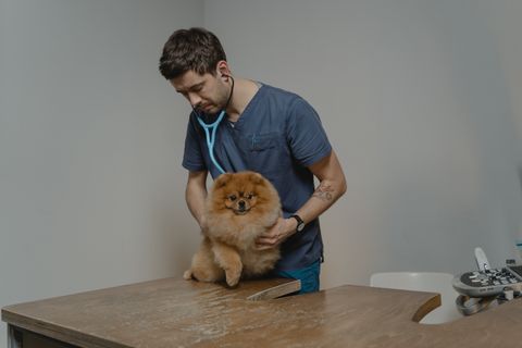 A dog being examined at a veterinary clinic