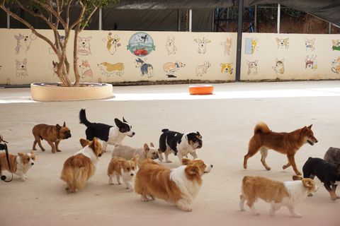 A group of dogs playing together at a daycare facility