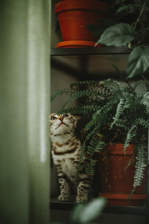 A cat sitting next to houseplant leaves