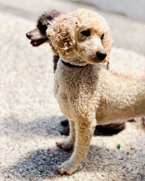 Two Poodles outdoors on a sunny day
