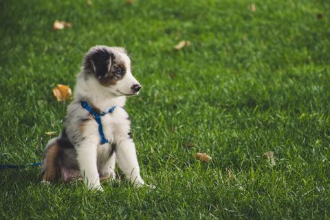 A young puppy sitting on a grass field