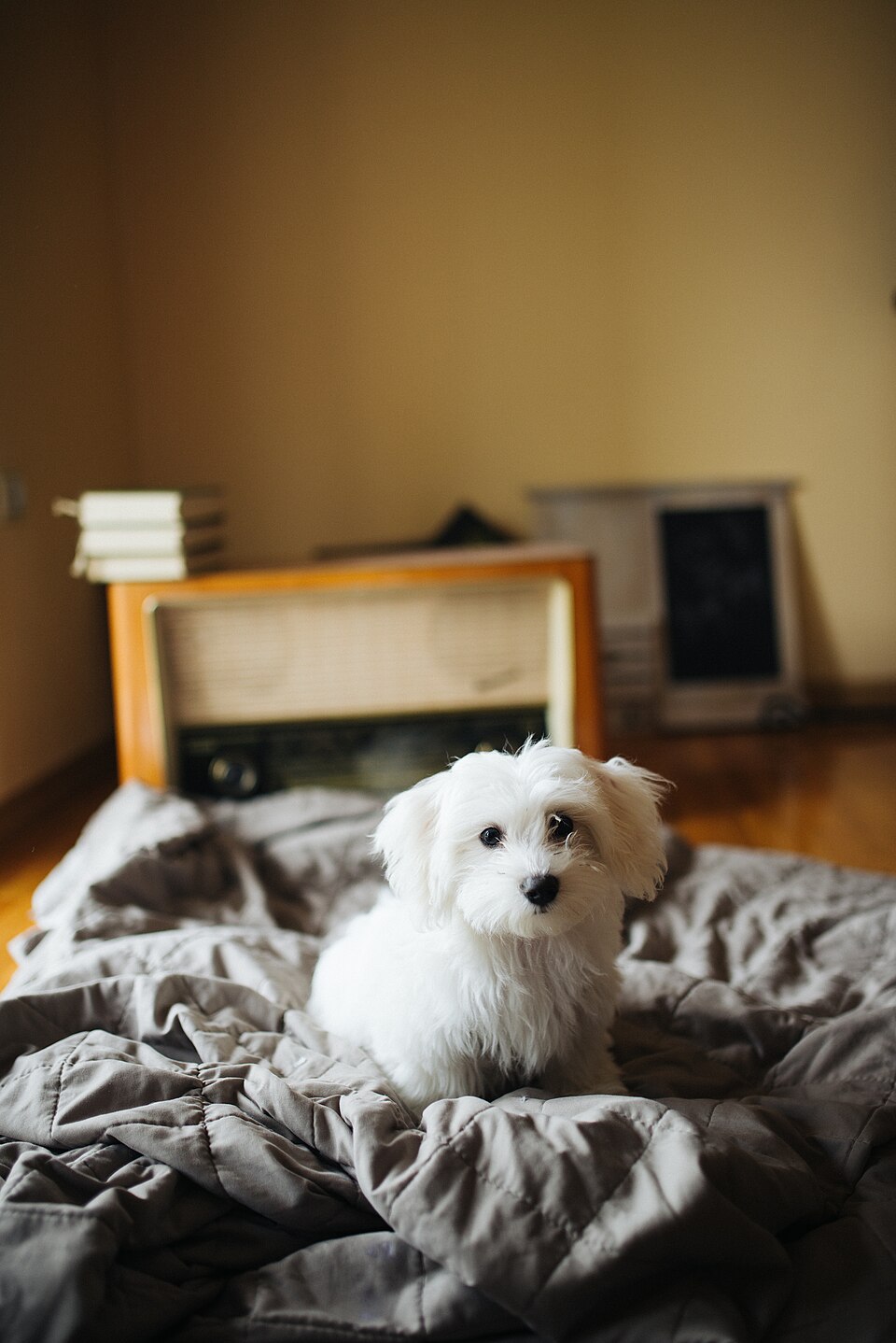 Puppy's First Year