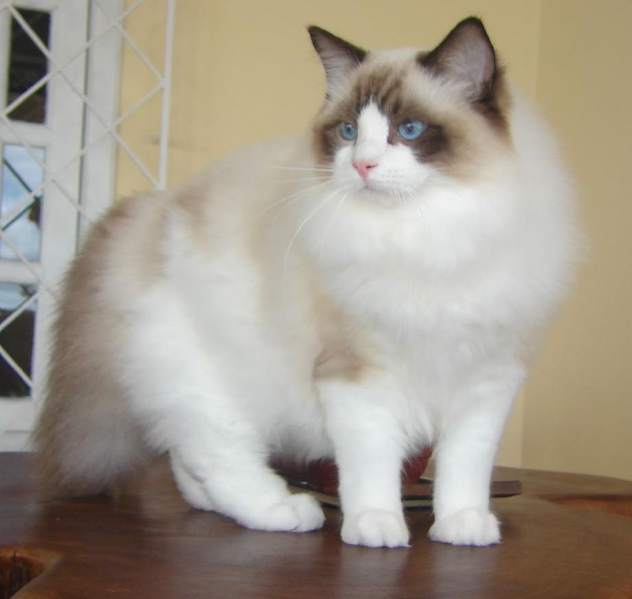 Ragdoll Cat Breed Guide